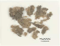 藏品(粗葉泥炭苔)的圖片